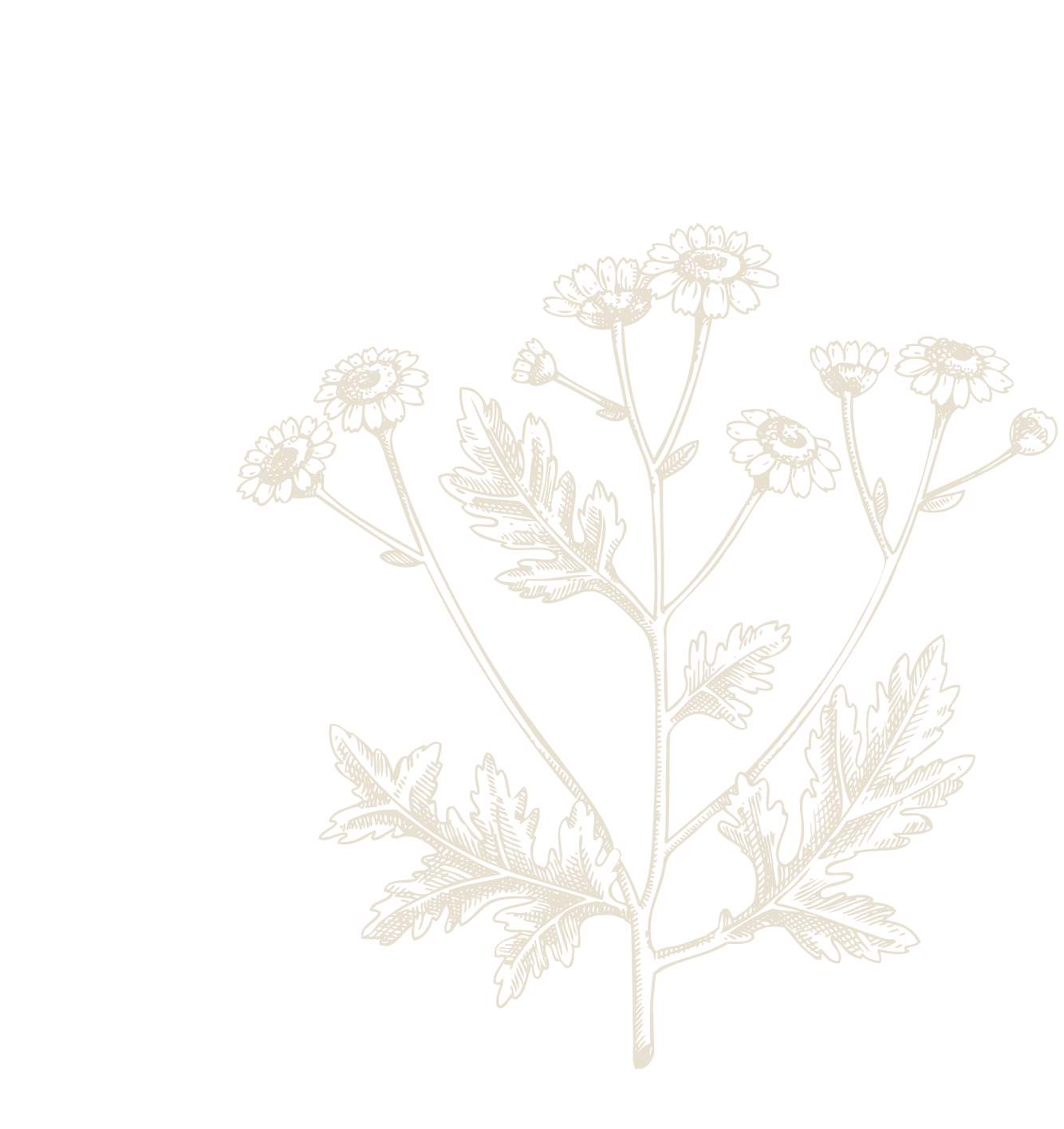 Beige BHR Skincare logo flower illustration